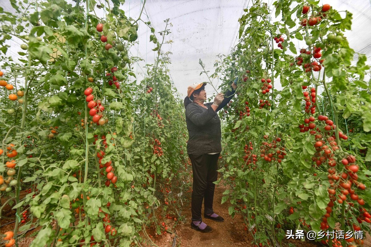 小苏打对种植蔬菜的作用,小苏打种植技术