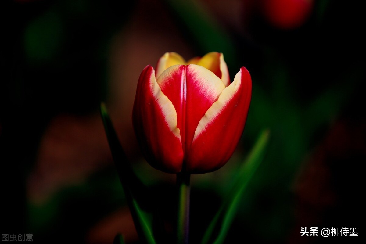 如何拍郁金香才有意境,郁金香拍照姿势怎么拍好看