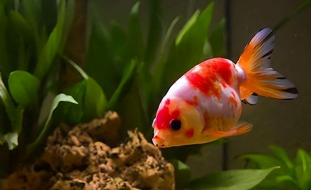 新手养金鱼不养死金鱼的方法,怎么养金鱼金鱼才不会死