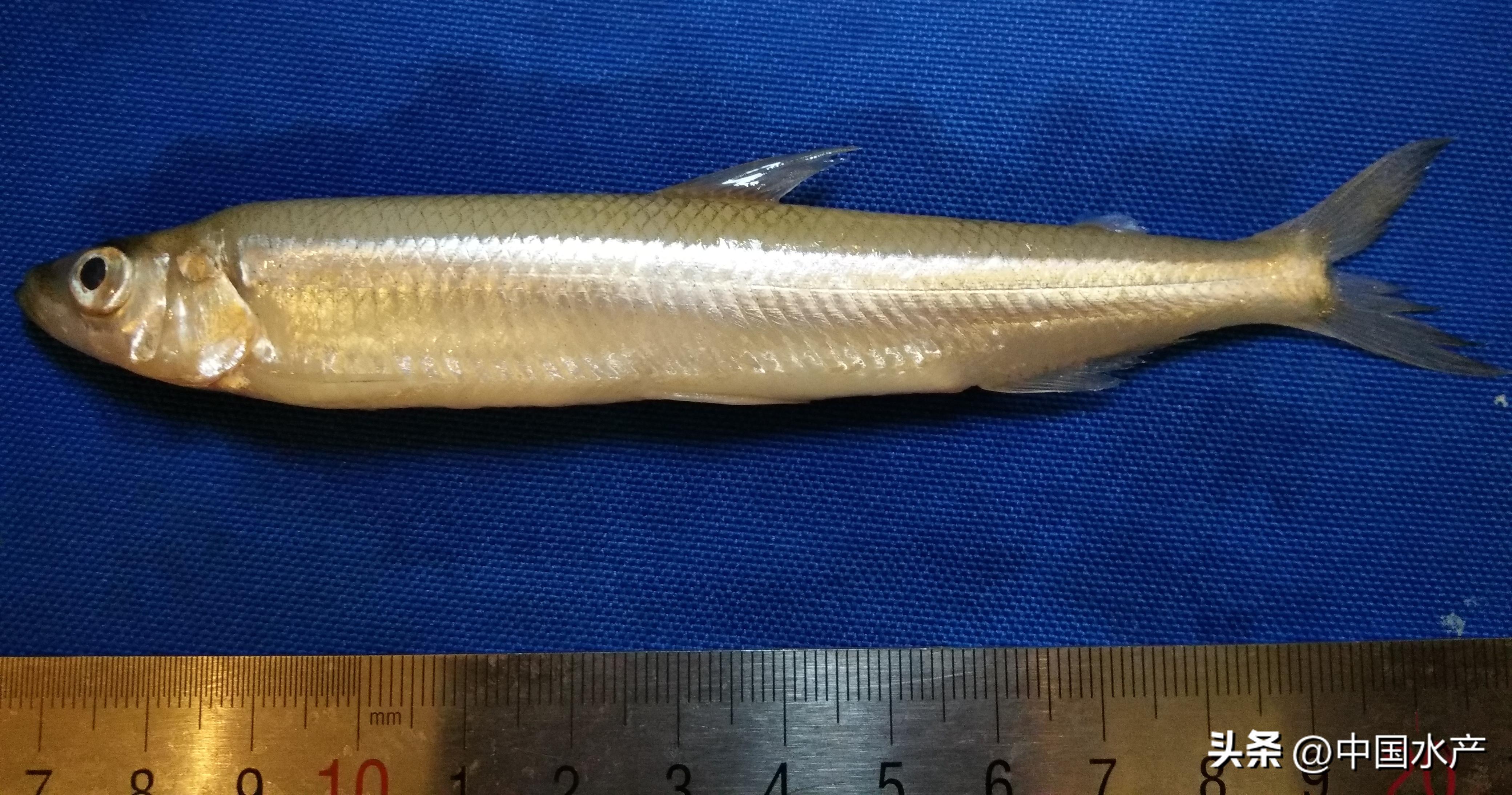 水生外来物种入侵防控工作方案,水生动物防疫