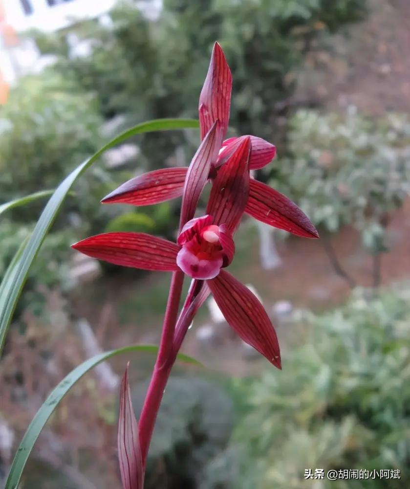 兰花的七大品种你知道的有几种呢,最香的兰花品种排名图片欣赏