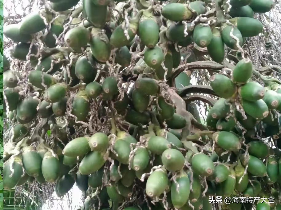 海南槟榔最新价格今天 (海南槟榔生果价格今报)