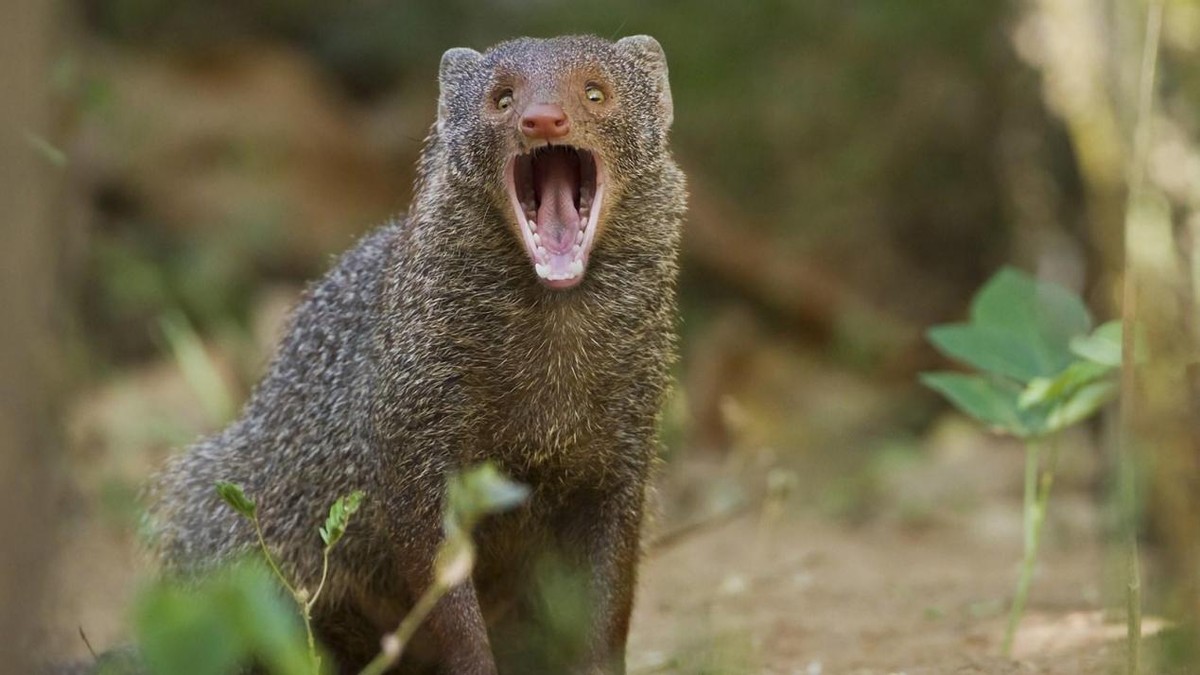 蛇獴能打败眼镜蛇，不慎被毒蛇咬伤也没事？抗毒原理能否用于人类