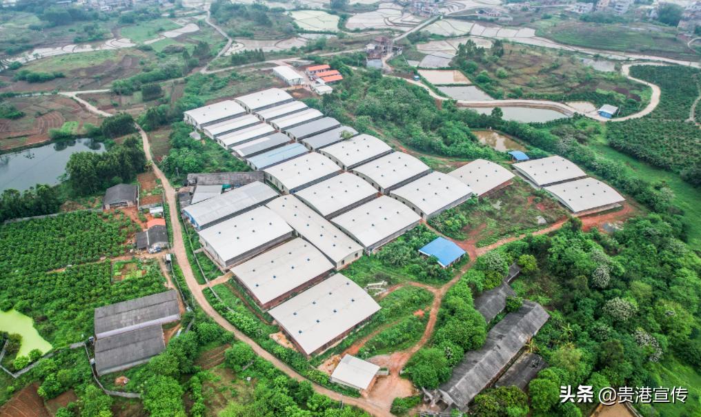 广西贵港鸽王,贵港鸽王