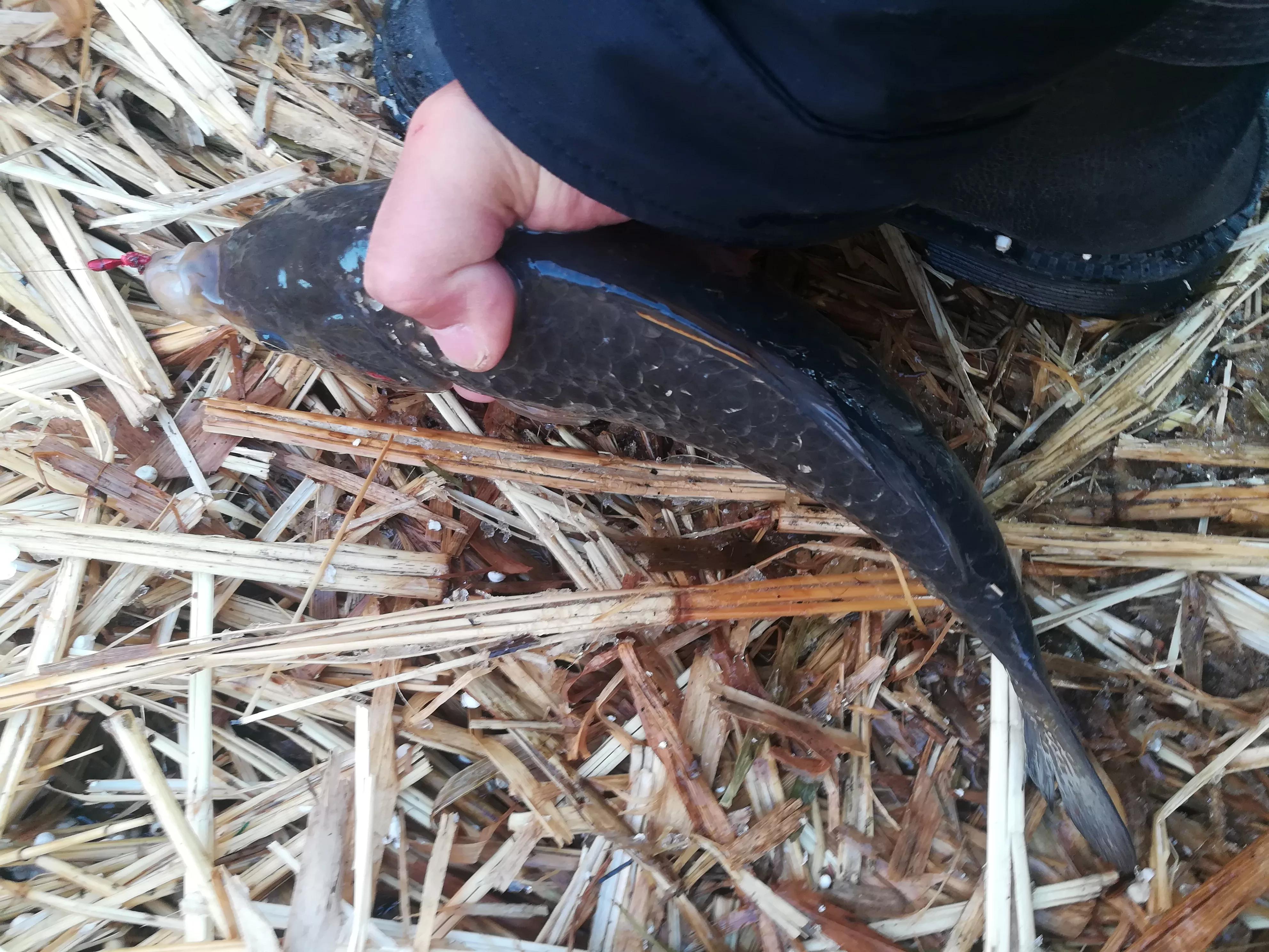 野钓传统钓鱼竿多少米最合适,传统钓鱼竿如何选购