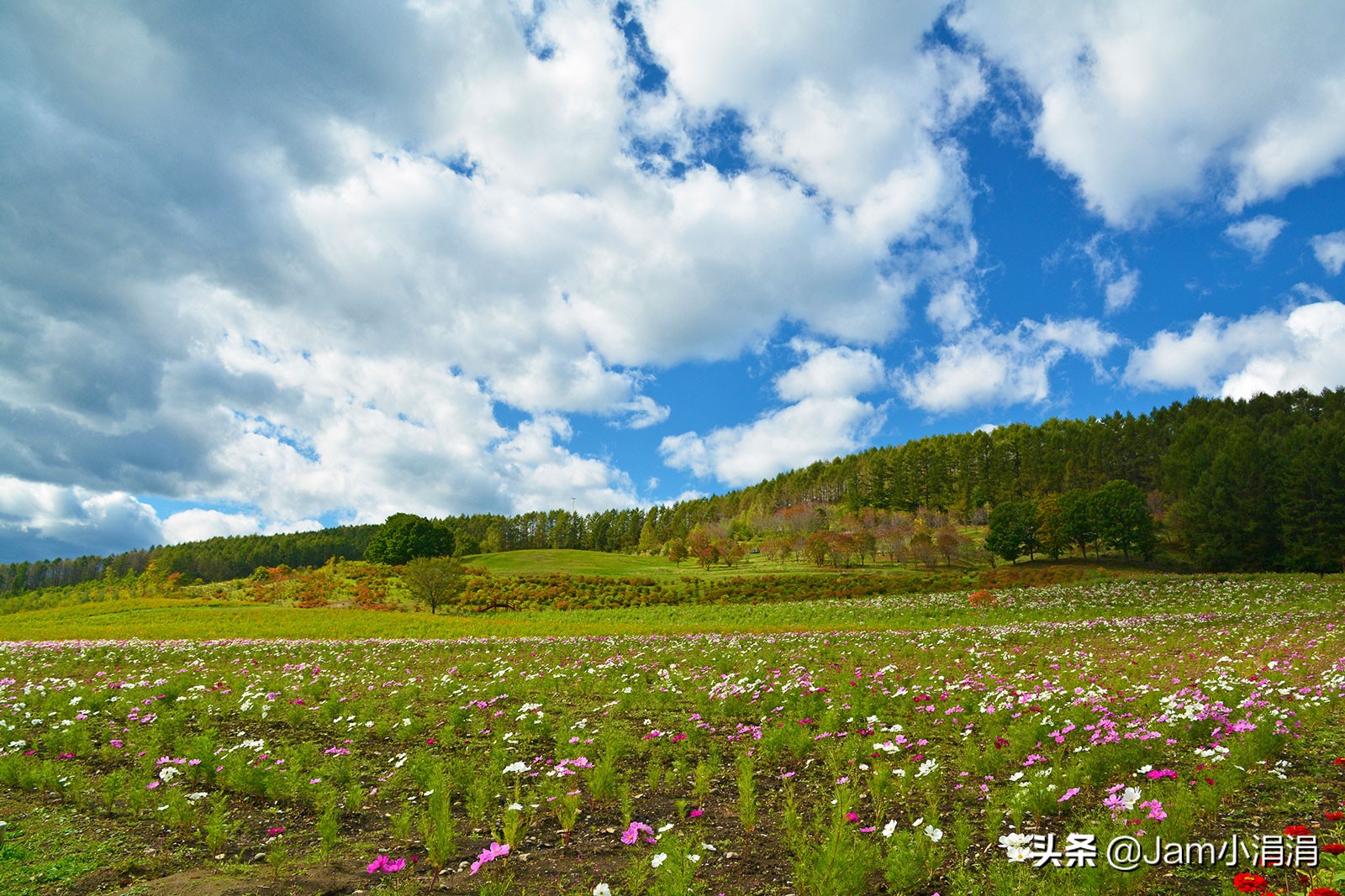 适合拍花的滤镜高级,拍春天适合用什么滤镜