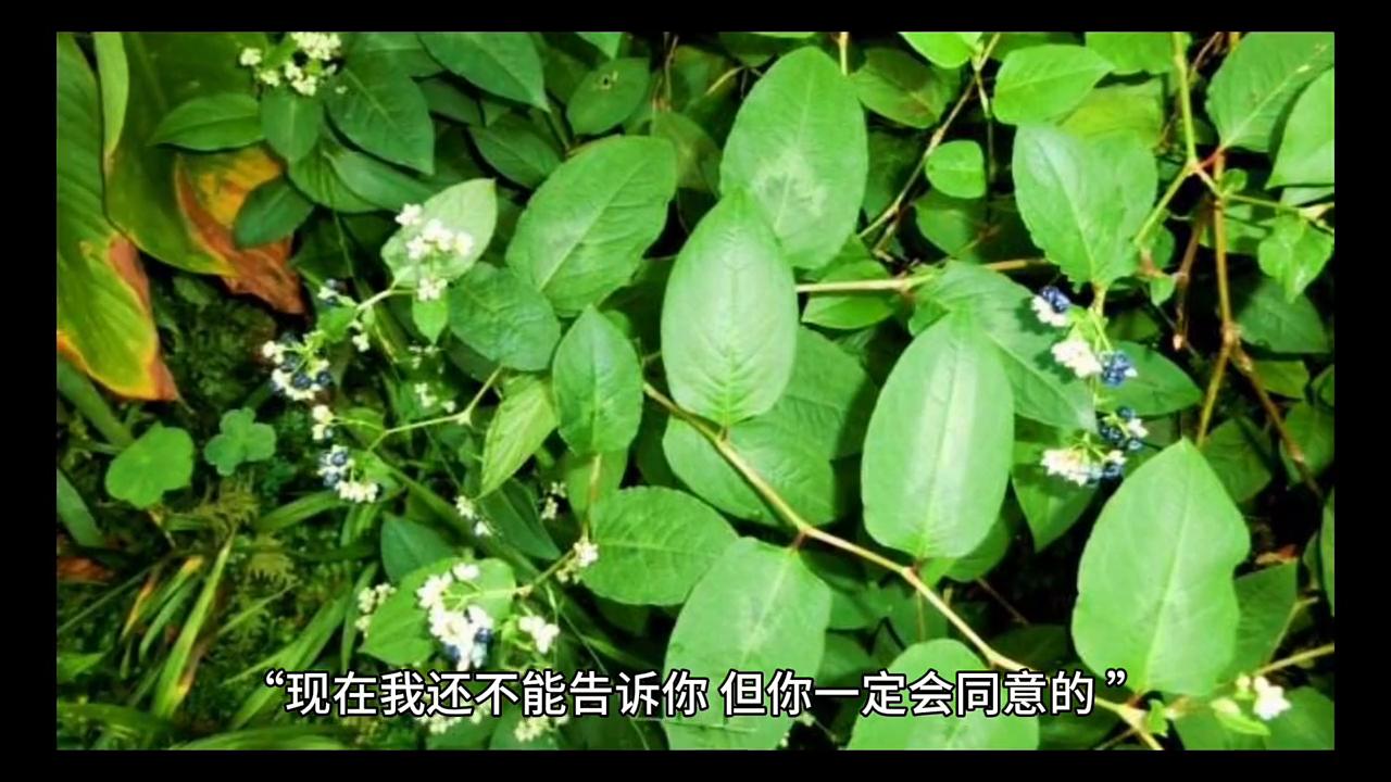 神奇的大自然二年级看图写话,神奇的大自然绘画