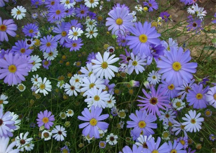 100种迷人的“数字花”,从零到一百万,真是太神奇了