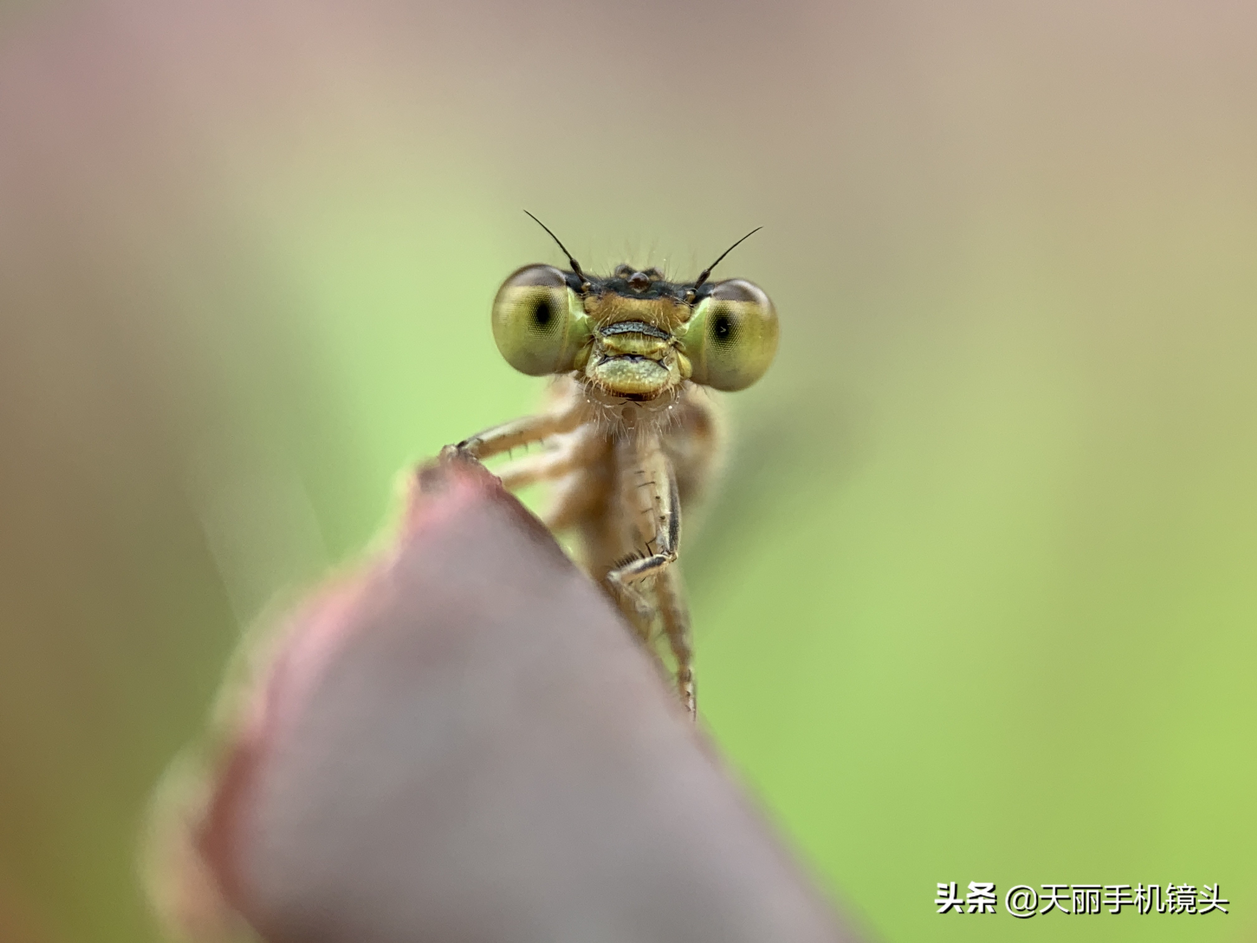 天丽手机镜头,天丽锐眼变焦微距镜头