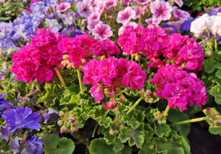 开春后可以修剪天竺葵吗,天竺葵开花期如何养护和管理