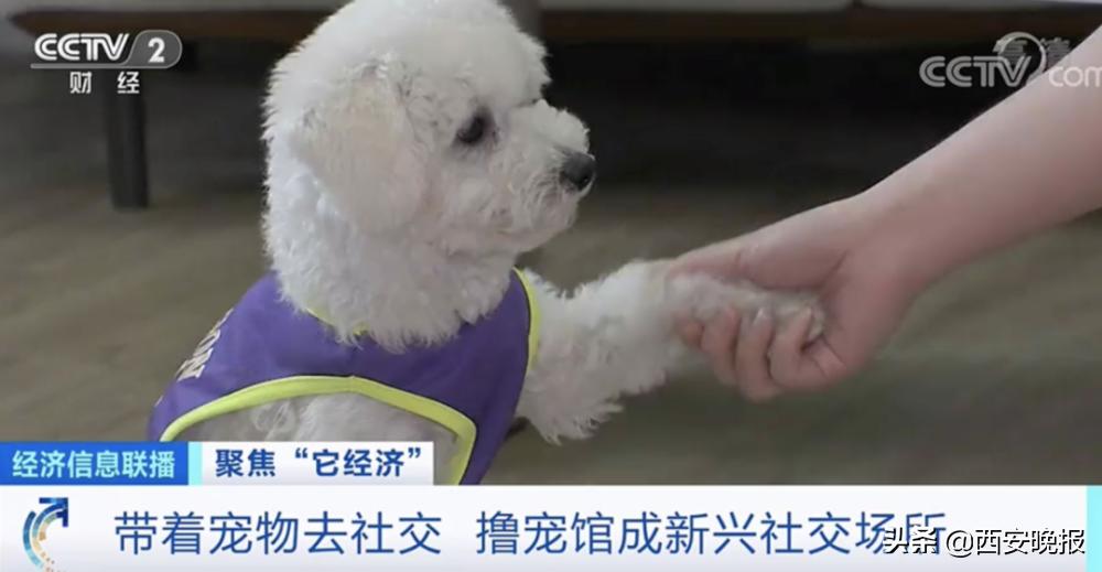 1个视频就能赚几十万元？！“它经济”火了