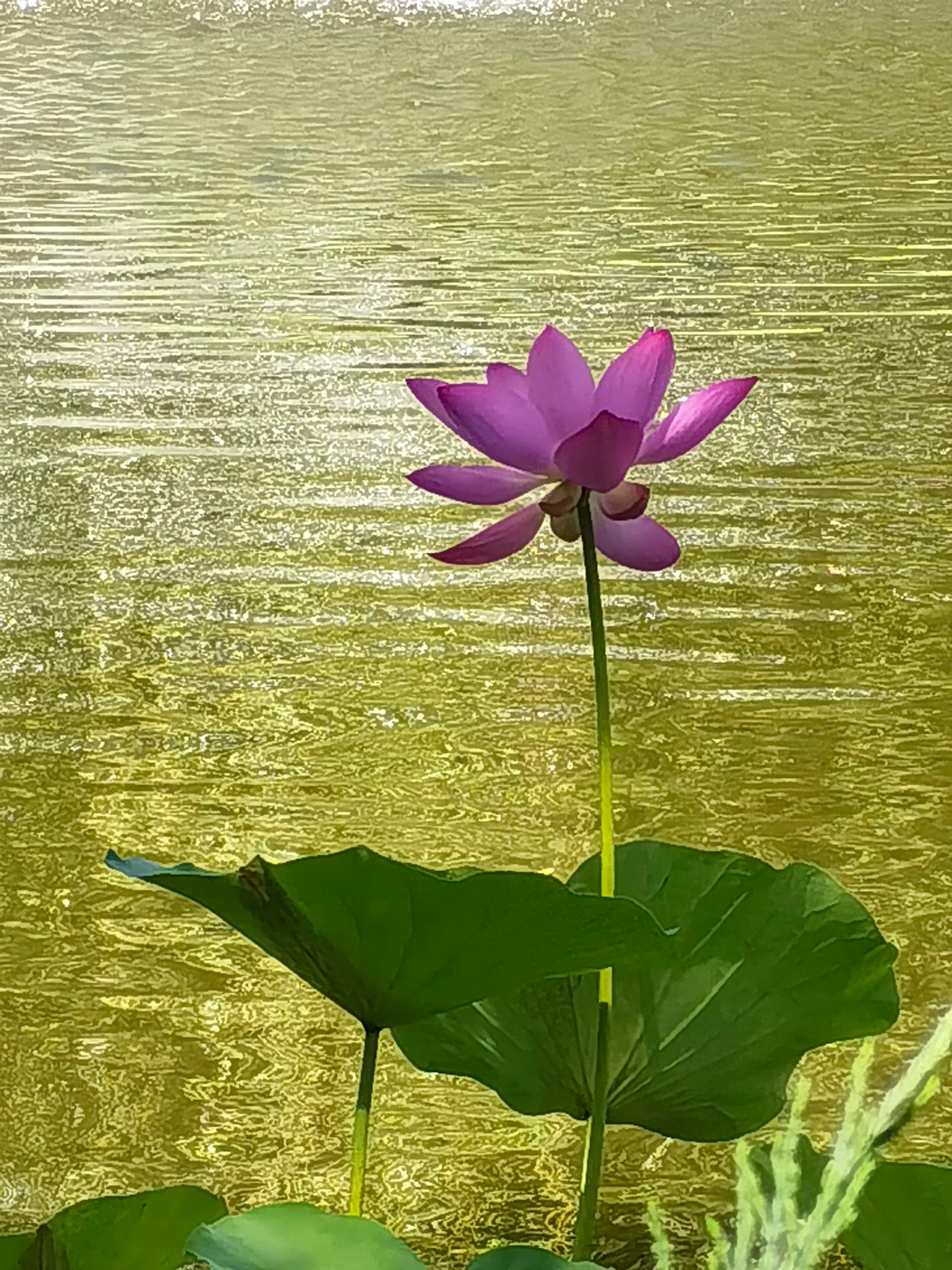 |精彩推荐|张春葆现代诗选:夏荷丹顶鹤之死