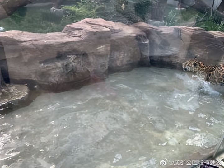 成都动物园狮虎豹苑,成都动物园熊猫馆