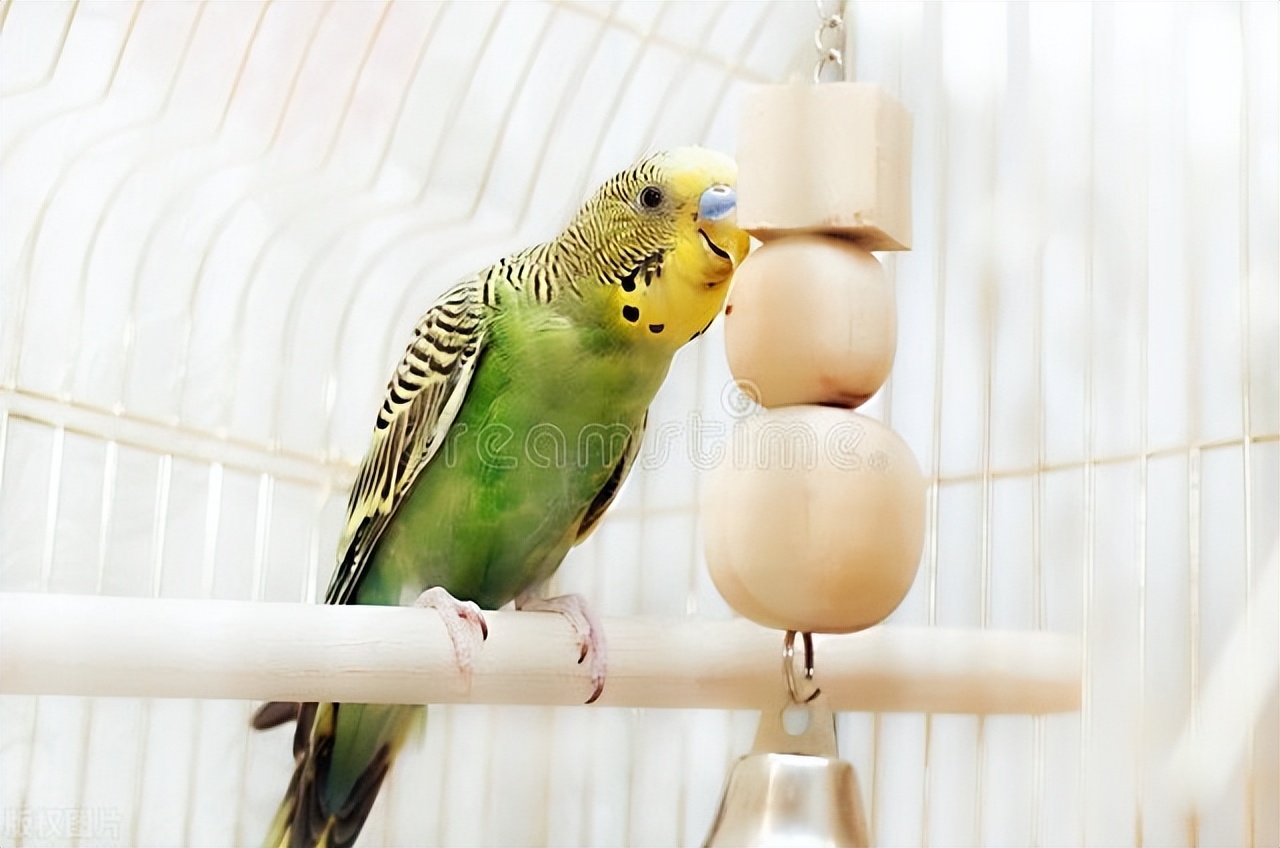 鹦鹉雏鸟中暑了怎么办,养鹦鹉怎么避免鹦鹉热病