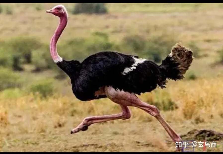 山海经2012白话全译彩图版pdf,山海经海外西经是指哪里