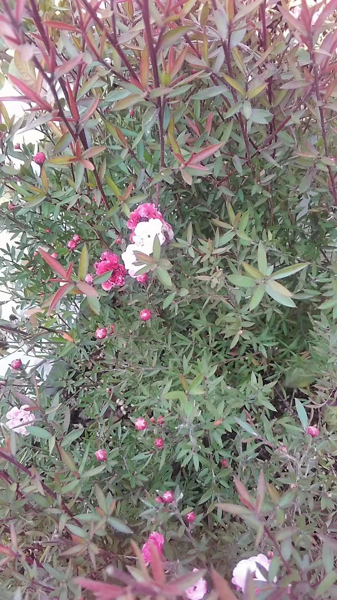 松红梅与松针梅区别,跟松红梅很像的花有什么