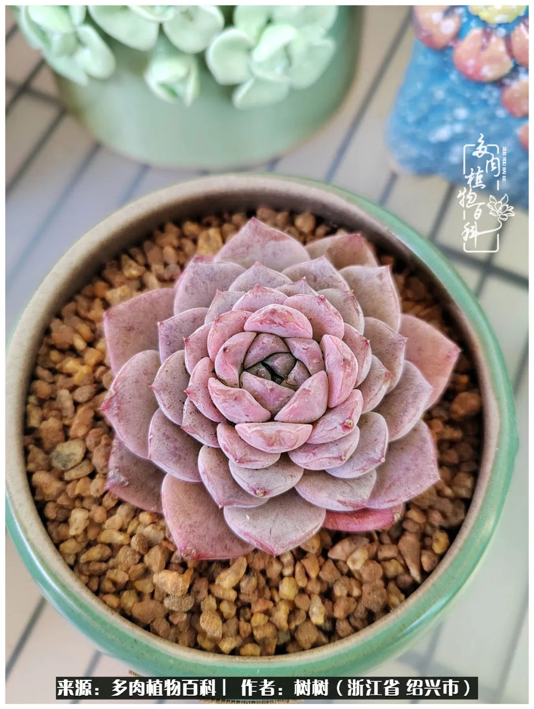 又临寒冬，暖阳下携手肉肉赏姹紫嫣红！