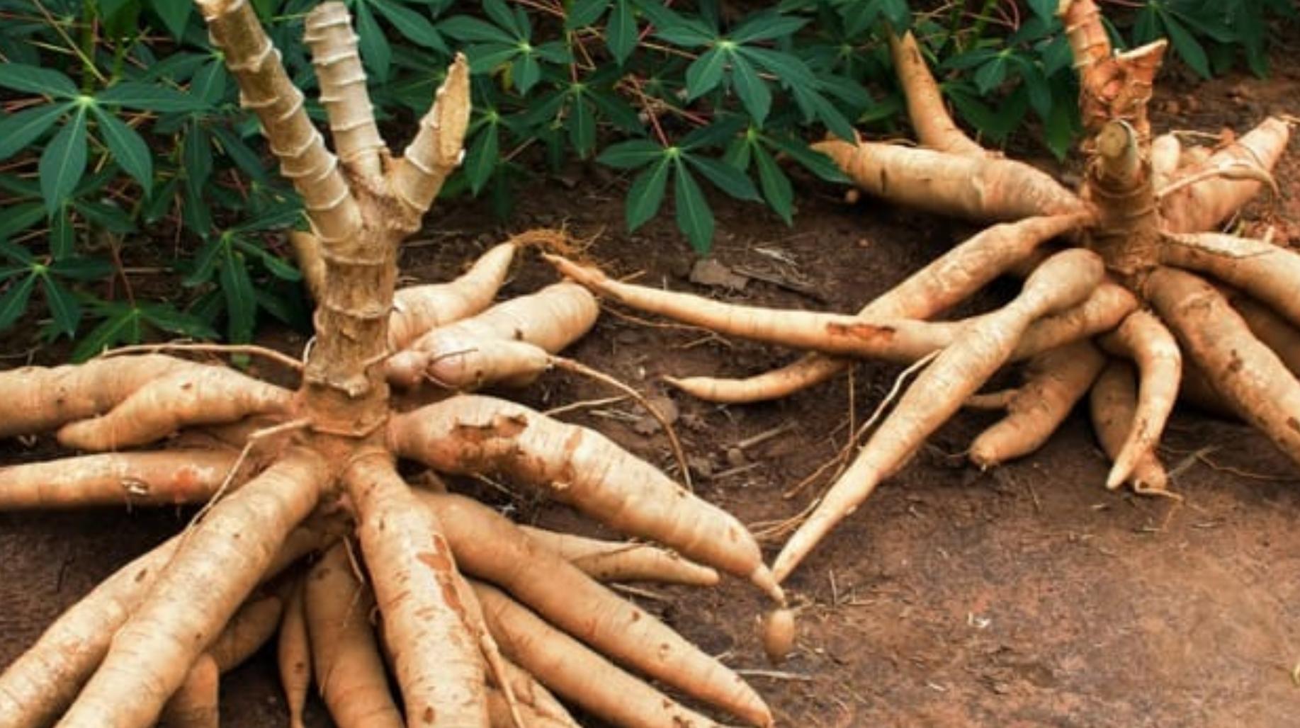 木薯是怎么样的,木薯是怎样的