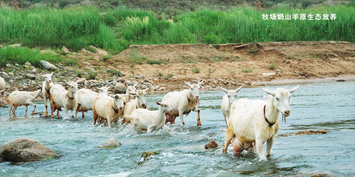 雅泰朵恩羊奶多少钱一罐,雅泰朵恩羊奶新国标