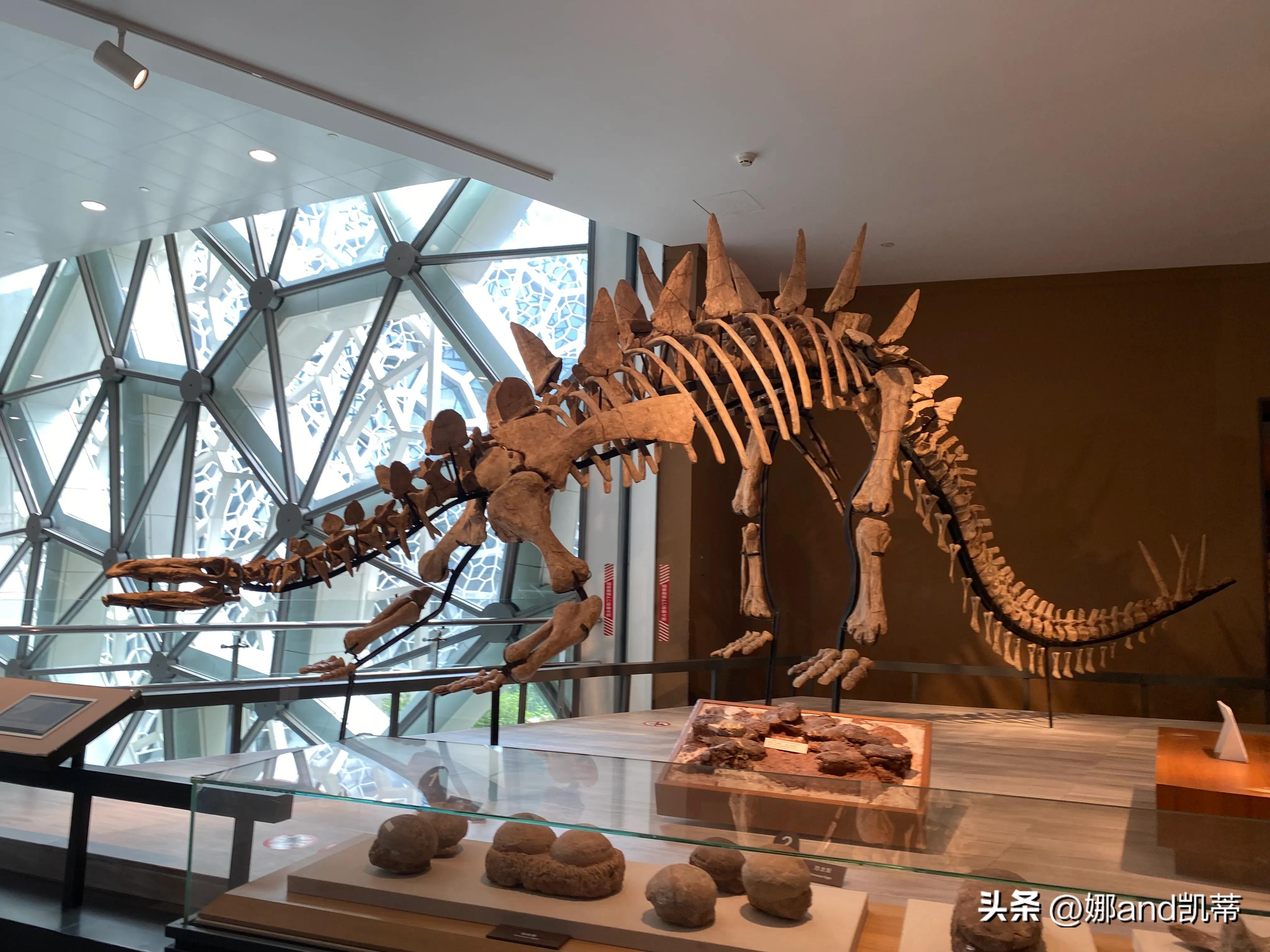 苏州高铁到上海自然博物馆攻略,最新苏州到上海自然博物馆怎么走