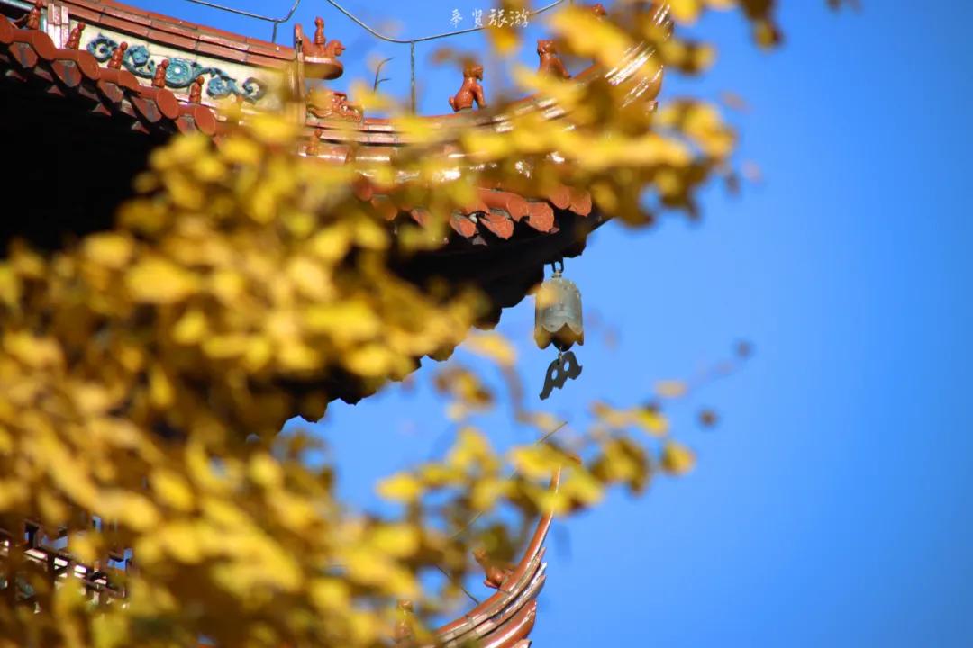 二严寺万佛阁银杏黄啦~古刹银杏，来领取奉贤最禅意的浪漫