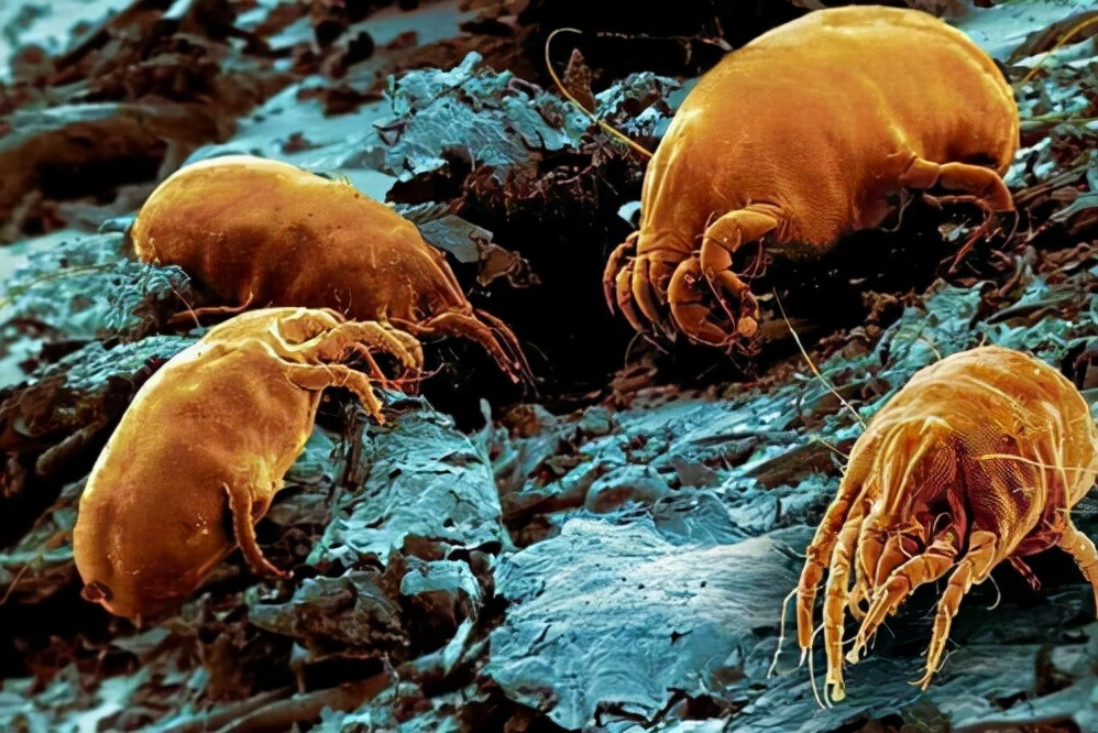 被子长期不晒“螨虫”扎堆？教你一招，不用晒不用洗，除螨又卫生