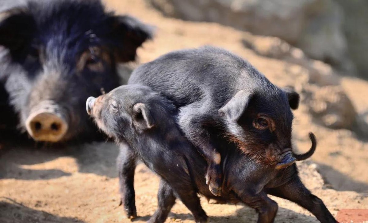 黑猪肉产地哪里最好,全球公认最好吃的猪肉排名