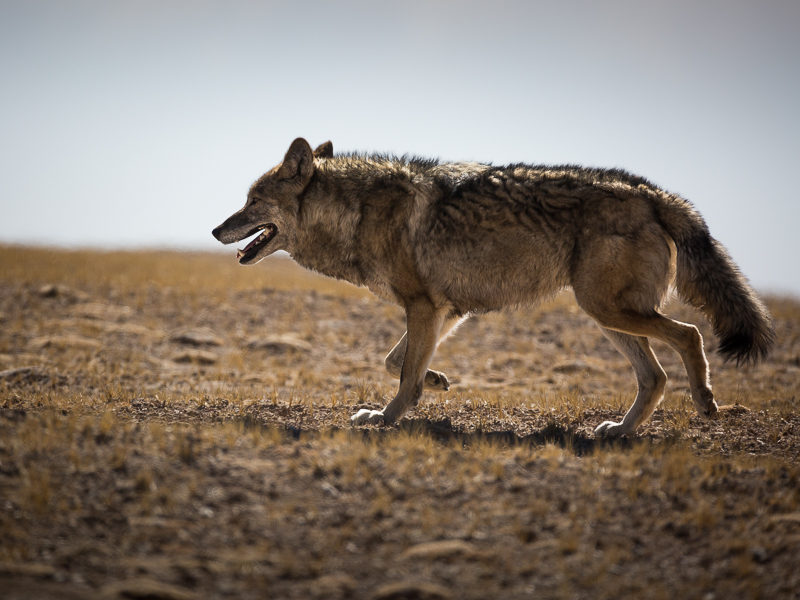 草原狼群部落,蒙古草原牧民狼群