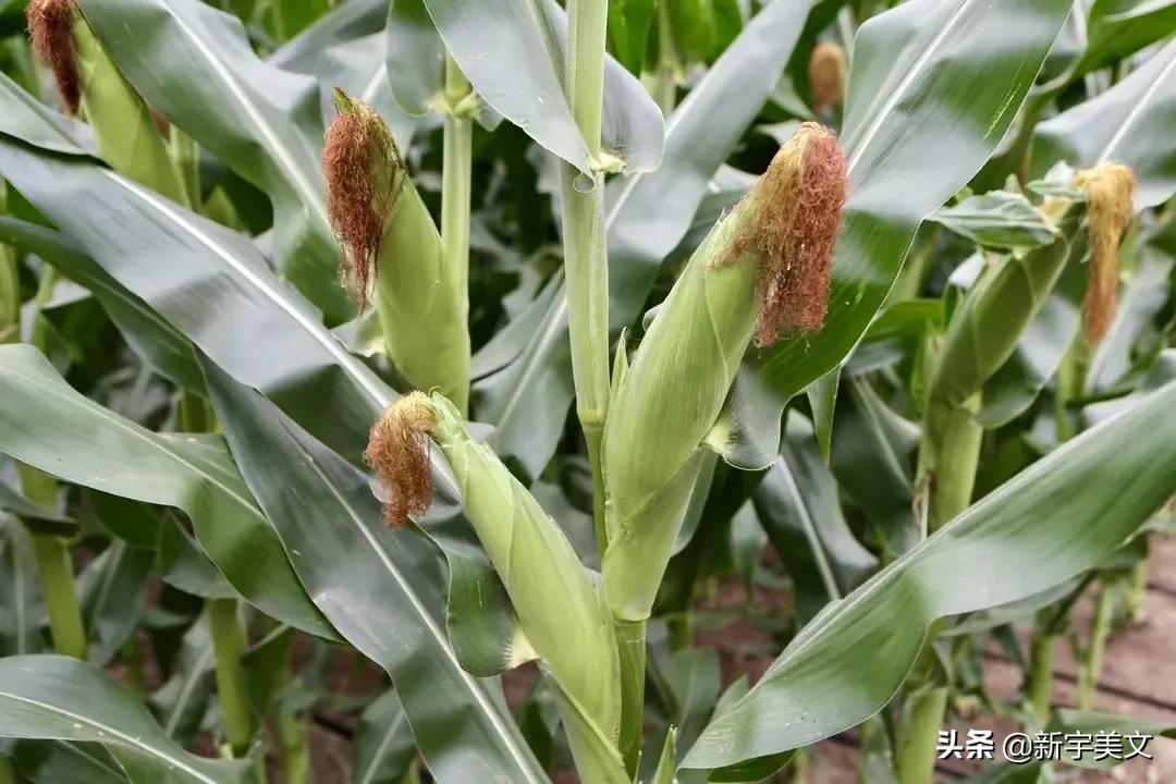 中国最优质的玉米,优质粮食玉米