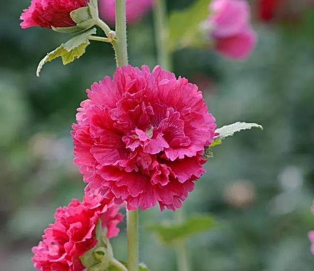 100种迷人的“数字花”,从零到一百万,真是太神奇了