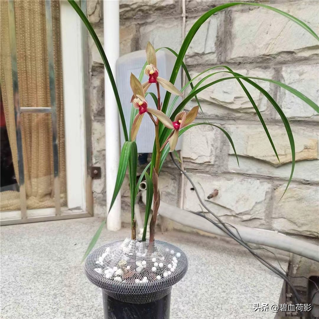 兰市低迷兔耳兰却一家独大,兰友要不要跟风投资?你需要明白五点