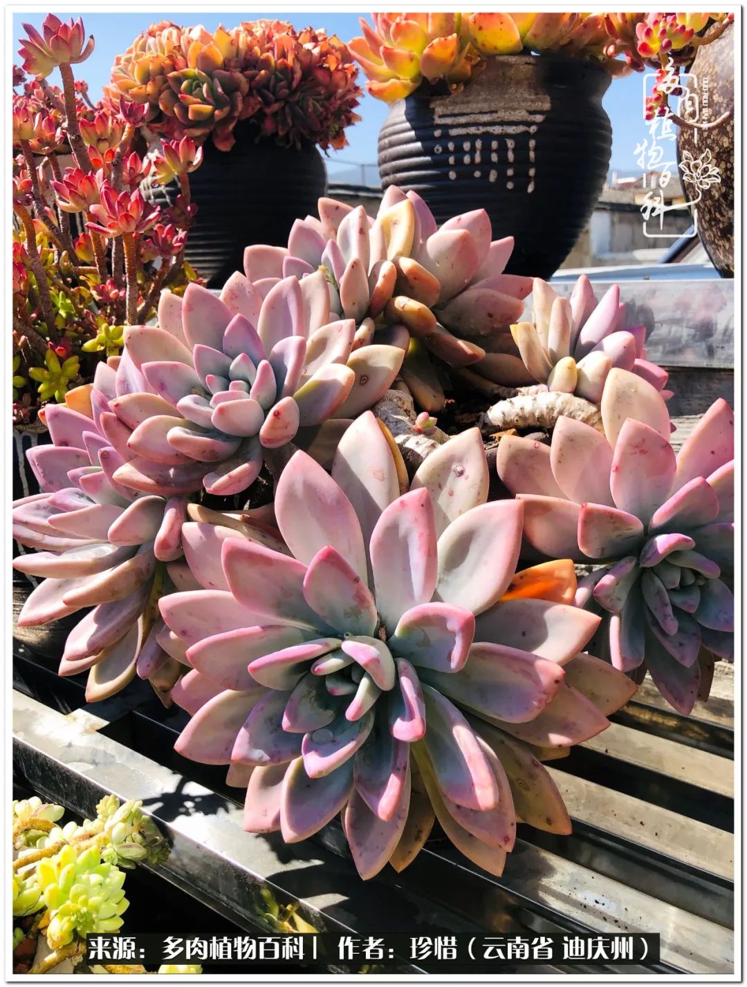 给生命一份淡然还岁月一份从容,给生命留一份洒脱的话