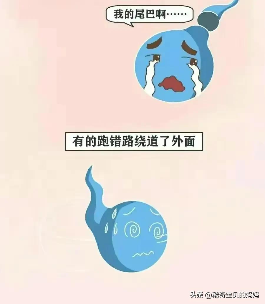 精子进入女生体内的全过程，一路坎坷好艰难！（漫画）