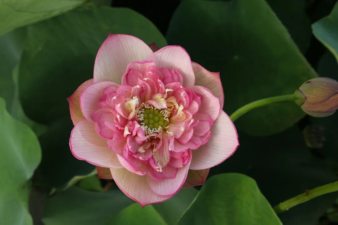 绝美的荷花品种大全图集,超好看荷花品种大型荷花