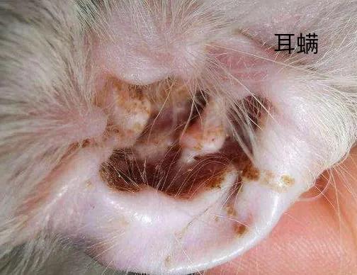 养猫猫癣用什么消毒,养猫引起的体癣