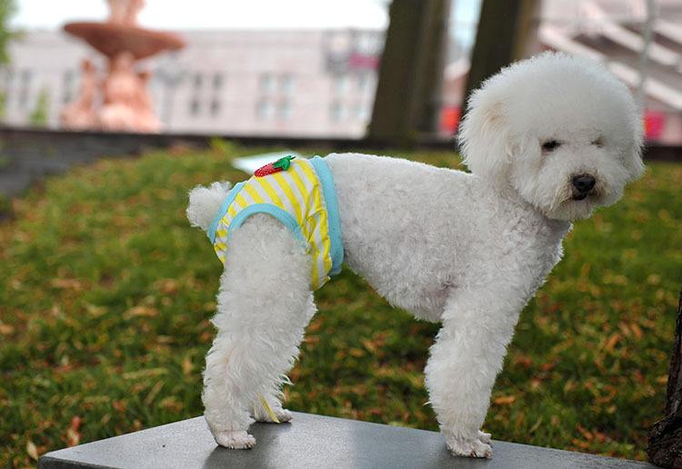 这4种是狗狗常用的“交配方式”，你还不知道吗？