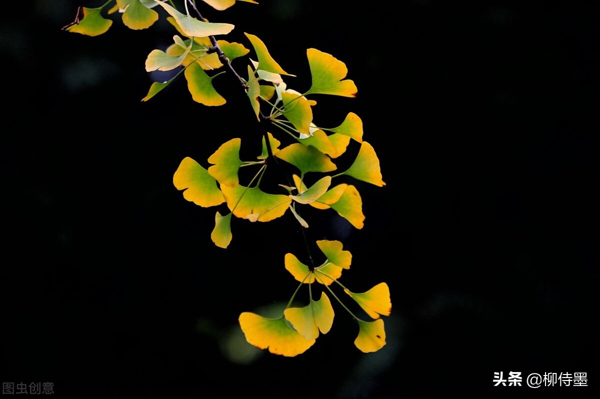 手机拍照片有哪些优点和缺点？3个摄影技巧，助你扬长避短