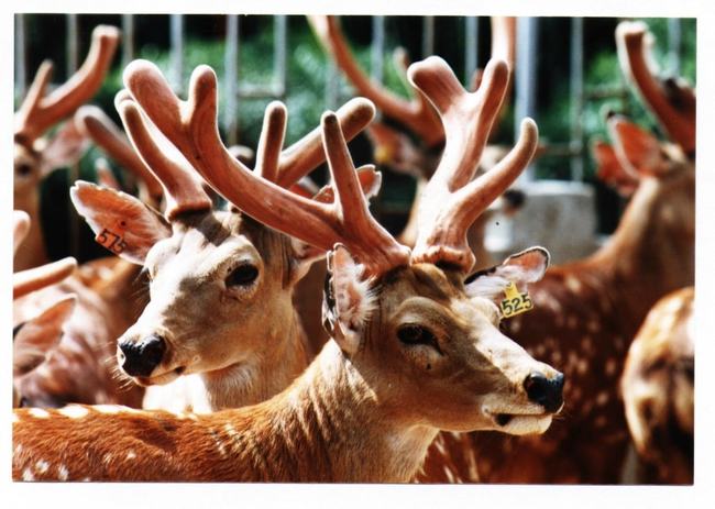 割掉鹿茸鹿有没有疼痛,把鹿的鹿茸割掉它会痛吗