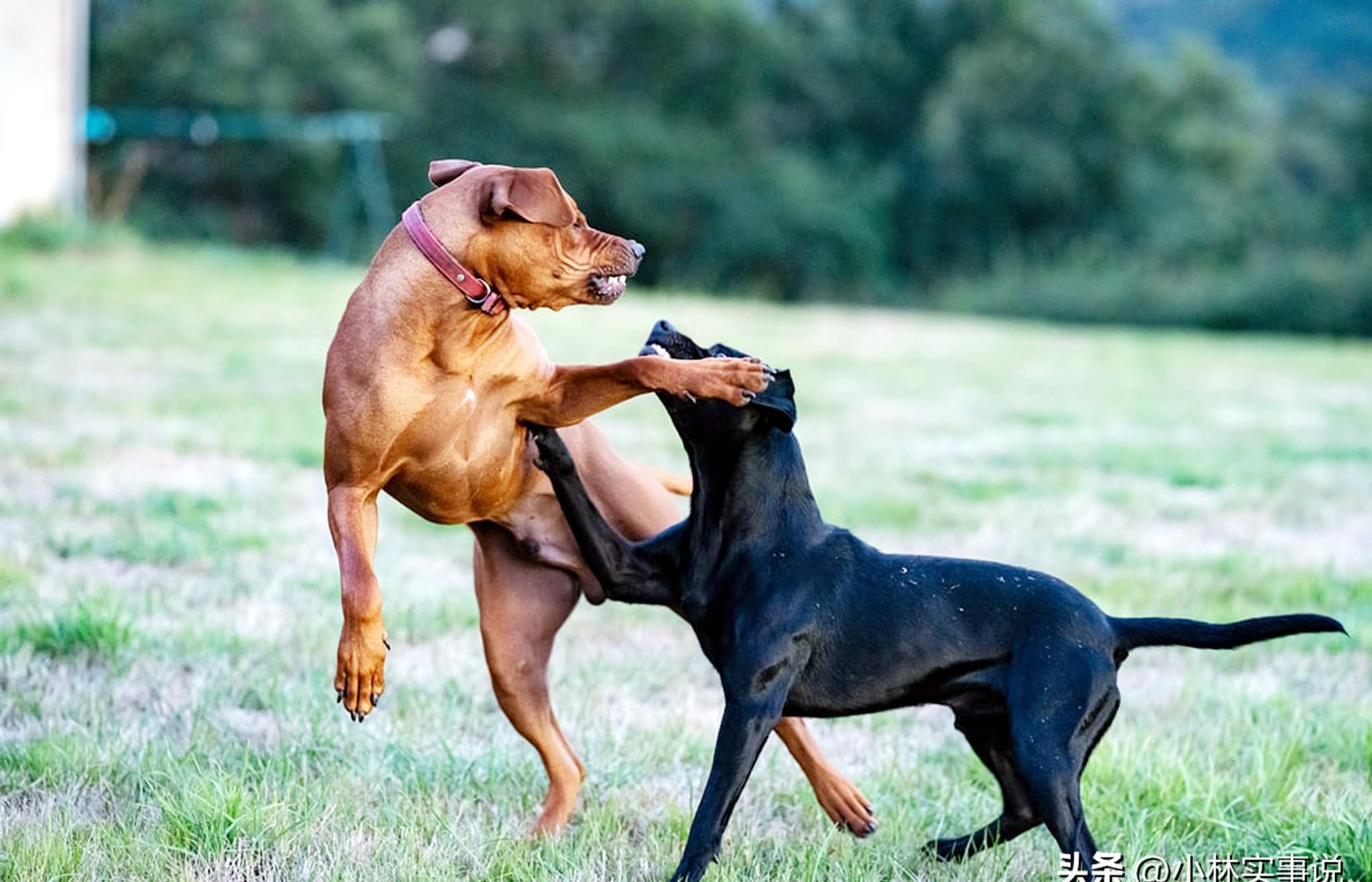 追寻犬神泰山麦兜，市中心探秘异域巴顿！