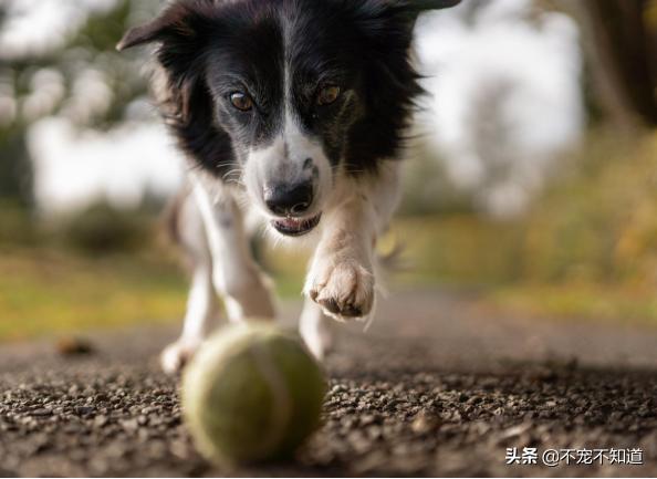狗狗吃维生素e的作用和功效,狗狗可以吃维生素e胶囊