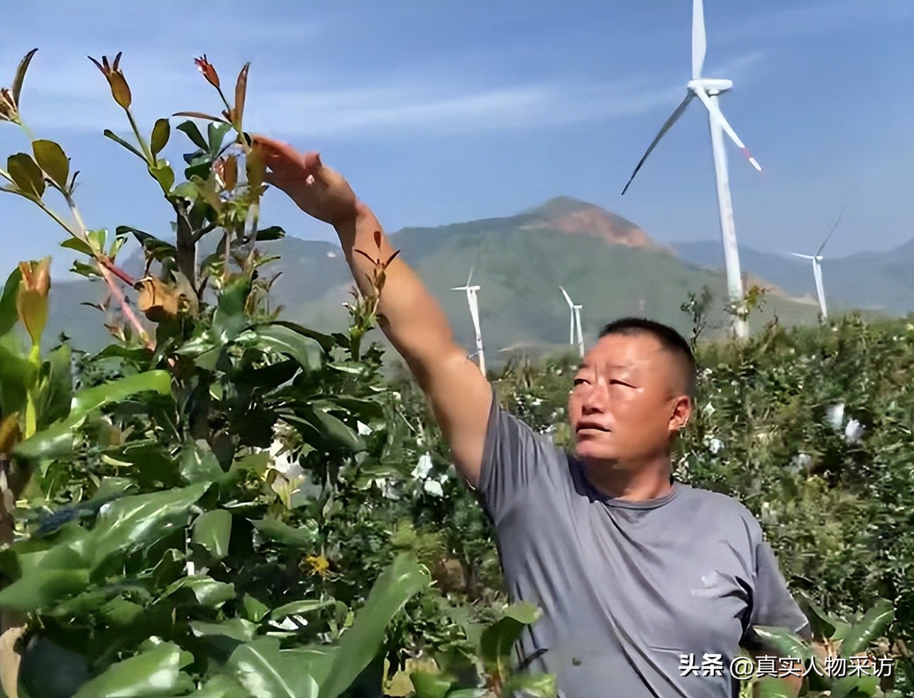 种石榴一亩收入多少钱,种10亩石榴一年收入