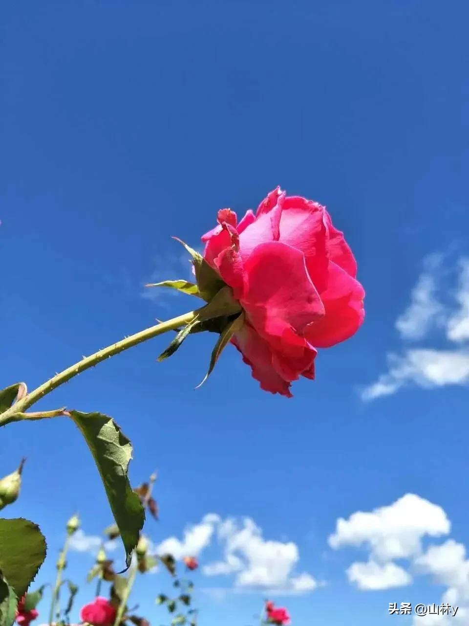 分享玫瑰花的图片,最美的玫瑰花送给最漂亮的你图片