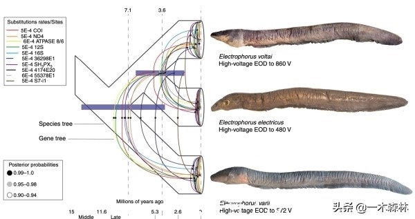 两条电鳗养一起会互相电死吗,两个电鳗在一起会不会互相电晕