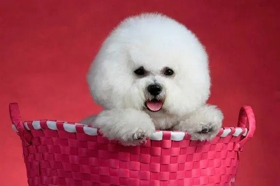 比熊吃鱼油有什么好处,比熊断尾的好处与坏处