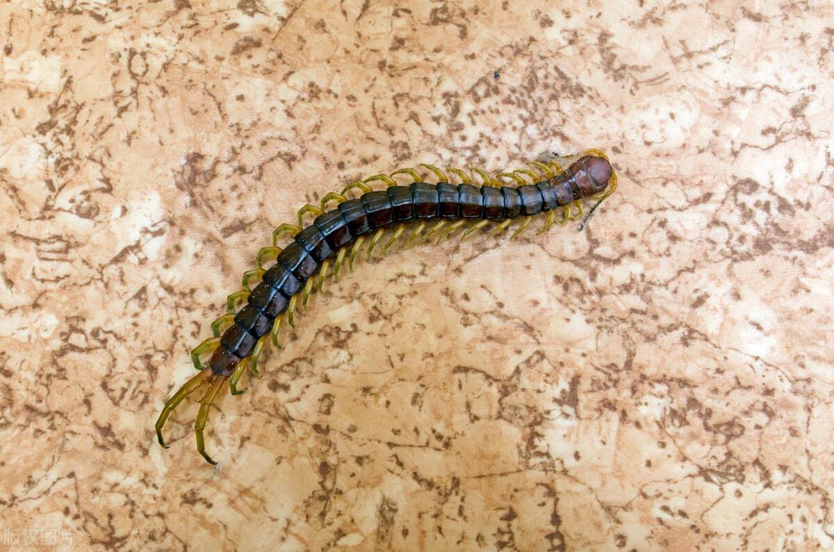 家里一直有蜈蚣是什么原因,蜈蚣老是进家里怎么办啊