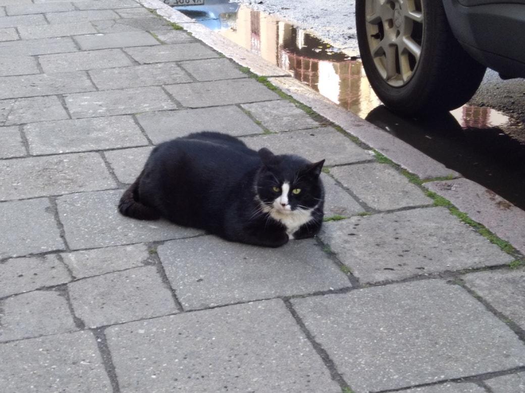 波兰一流浪猫成5星旅游景点,一只流浪的大肥猫