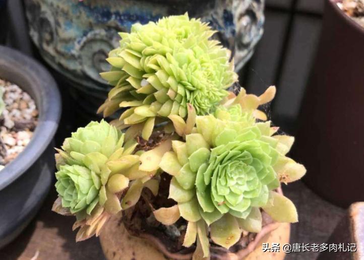 养多肉法师用啥土好,养法师多肉用什么盆好