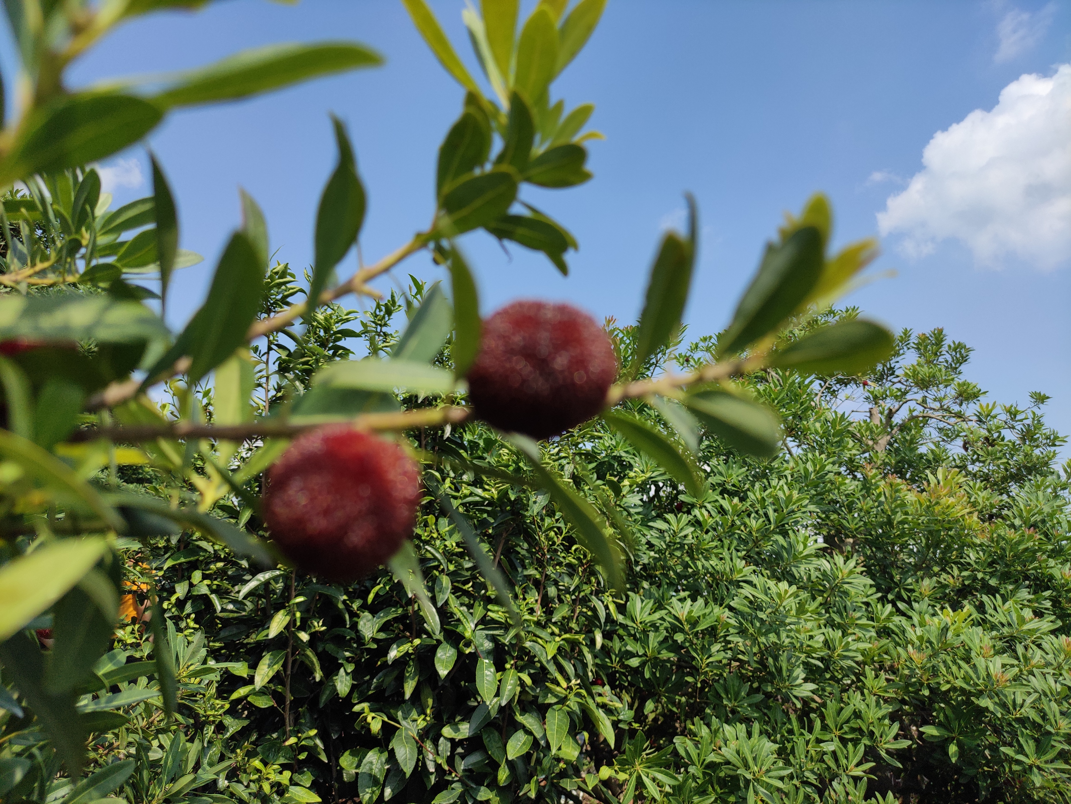 苏州东山杨梅几月份成熟,苏州东山杨梅还是西山杨梅好吃