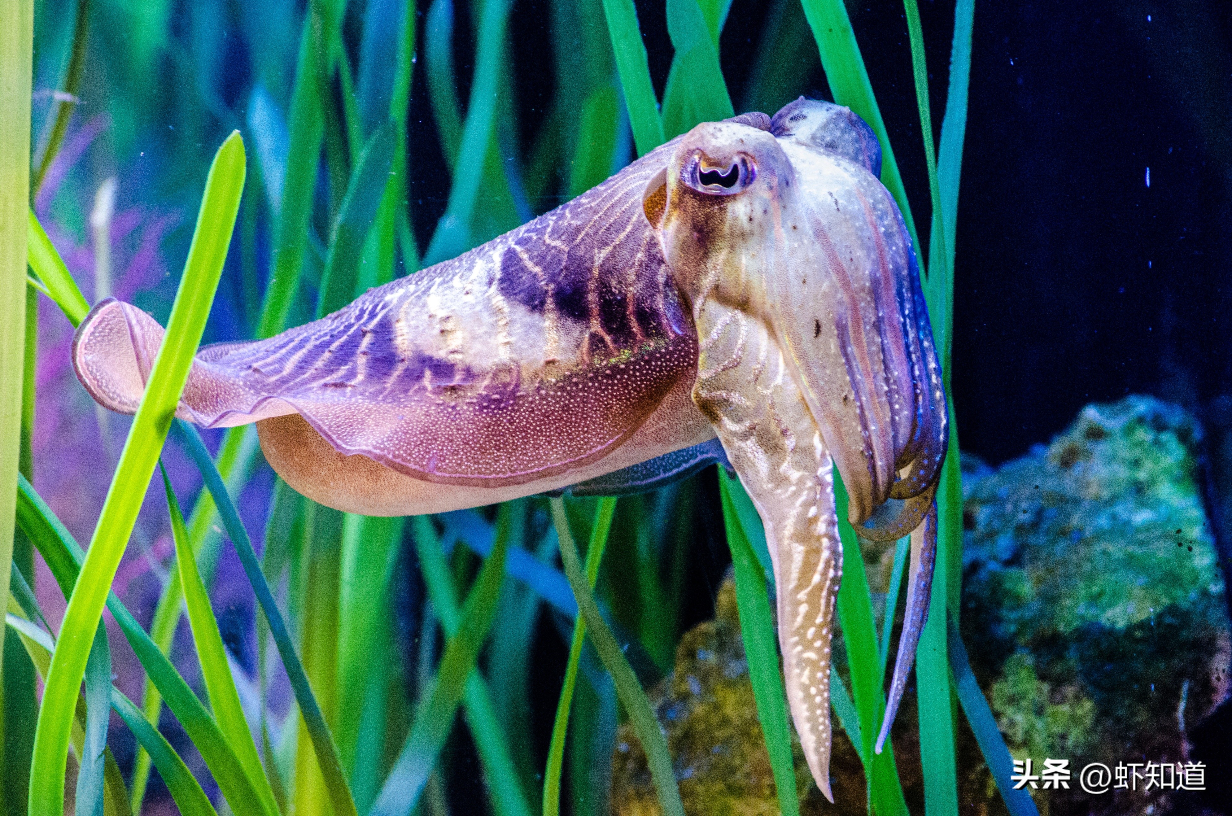 墨鱼乌贼章鱼鱿鱼到底有什么区别,八爪鱼章鱼鱿鱼墨鱼乌贼的区别