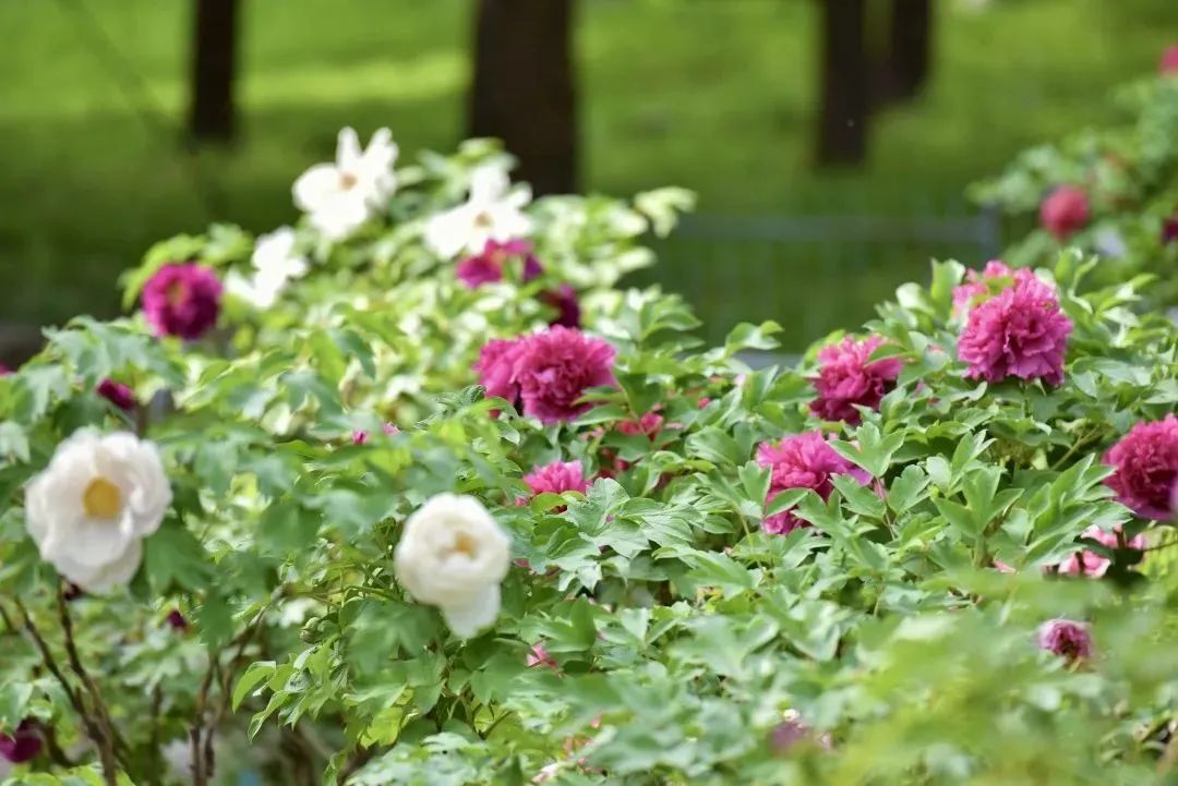 小众公园北京,北京欧式小众公园